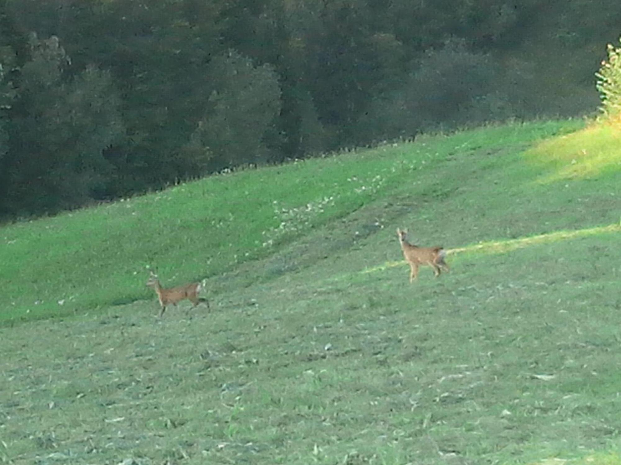 Vila Doina Branului Bran  Luaran gambar