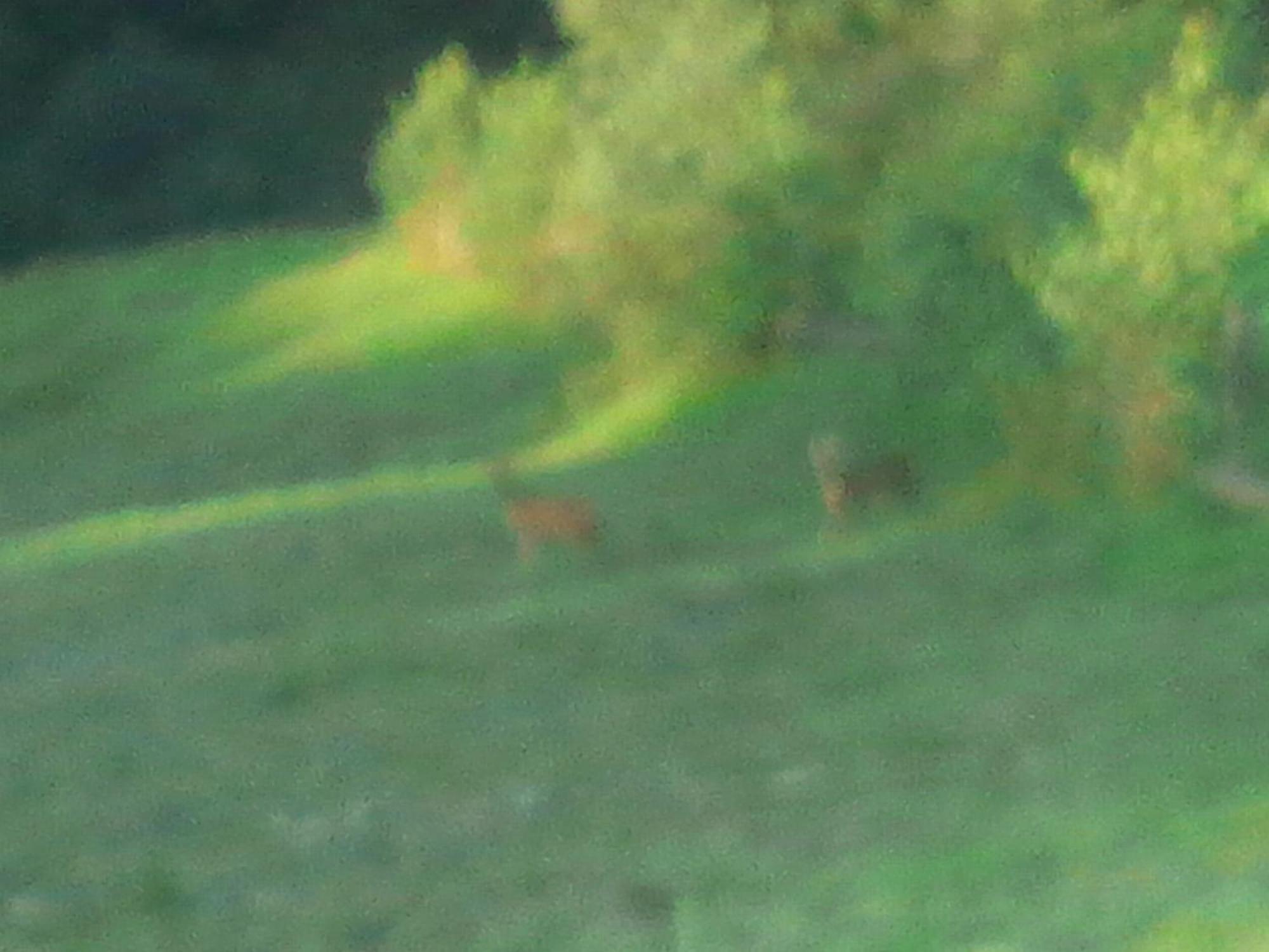 Vila Doina Branului Bran  Luaran gambar