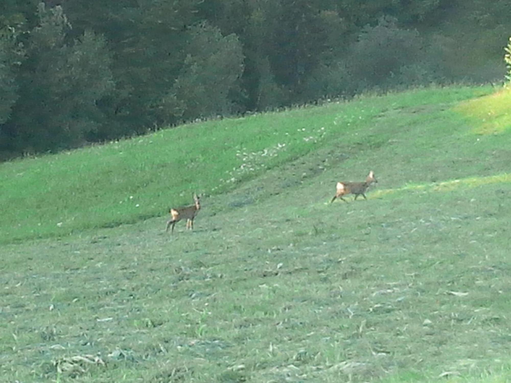 Vila Doina Branului Bran  Luaran gambar