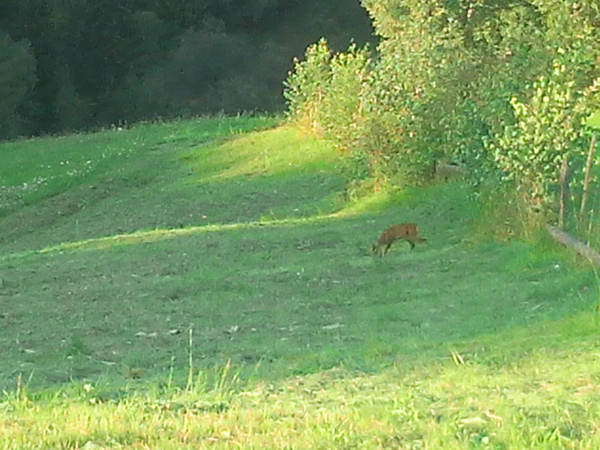Vila Doina Branului Bran  Luaran gambar